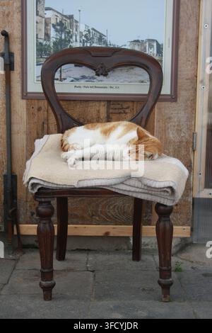 Die Katze schläft auf einem weichen Kissen auf einem antiken Holzsessel neben einem Fenster. Stockfoto
