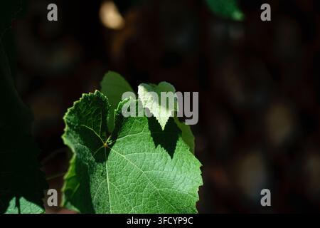 Detaillierte Nahaufnahme, die lebendige grüne Weinrebenblätter einfängt, die von natürlichem Sonnenlicht beleuchtet werden, und die komplexen Adern und Texturen hervorhebt Stockfoto