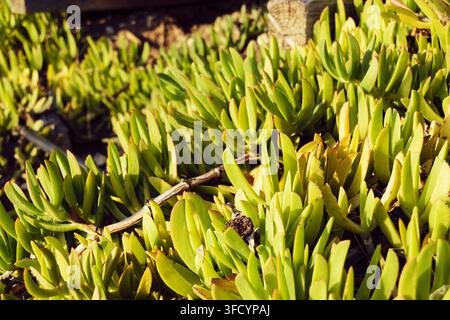 Nahaufnahme von lebhaft grünen Hottentott-Figuren-Sukkulenten, die den Boden mit fleischigen Blättern und kriechenden Stängeln bei hellem Tageslicht bedecken. Stockfoto