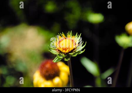 Detaillierte Nahaufnahme einer lebhaften Blüte des Gewöhnlichen Schafgarben mit gelben Blütenblättern und dunklem Mittelblütenstand, die im Freien in einer natürlichen Gartenumgebung wächst. Stockfoto