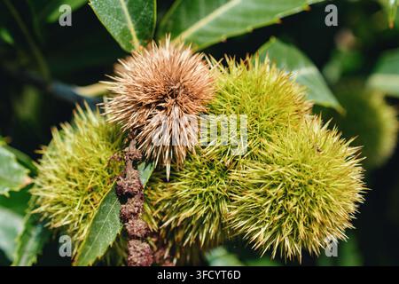 Nahaufnahme von mehreren stacheligen grünen und braunen Kastaniendornen, die dicht an einem belaubten Ast während der Herbstsaison wachsen. Stockfoto