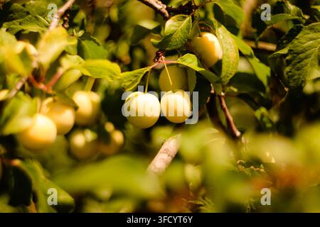 Nahaufnahme von kleinen reifen gelben Mirabellen, die an Baumzweigen hängen, umgeben von grünen Blättern in einem sonnenbeschienenen Obstgarten während der Sommerernte. Stockfoto