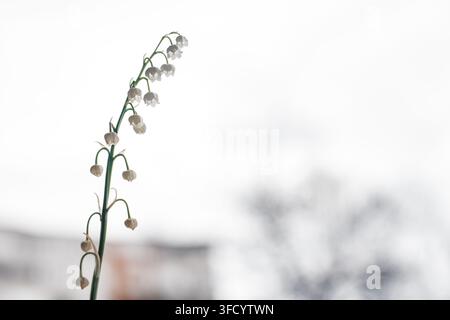 Nahaufnahme eines zarten Maiglöckchenstängels mit kleinen weißen glockenförmigen Blüten vor einem hellen minimalistischen Hintergrund mit weicher Bokeh-Beleuchtung Stockfoto