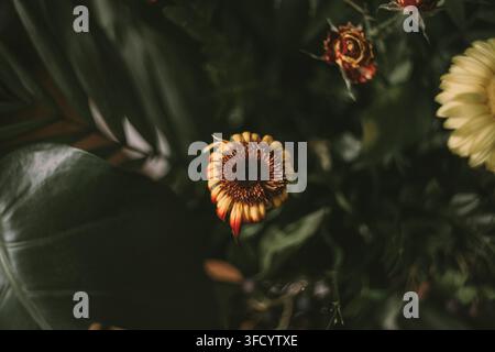 Makro-Nahaufnahme einer lebhaften Barberton-Edelblume, die zentral zwischen dunklem grünen Laub und weichen umgebenden Blütenblättern in einem stimmungsvollen Blumenarrangement platziert ist Stockfoto
