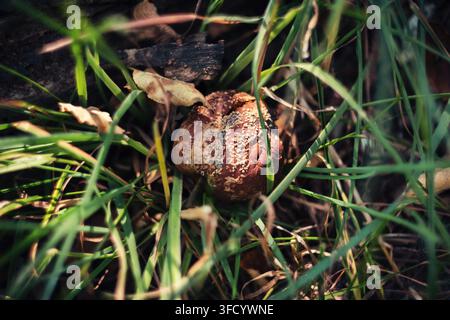 Nahaufnahme eines verrottenden faulen Apfels, der auf dem Boden liegt, umgeben von frischem grünem Gras und gefallenen Blättern in einer natürlichen Umgebung. Stockfoto