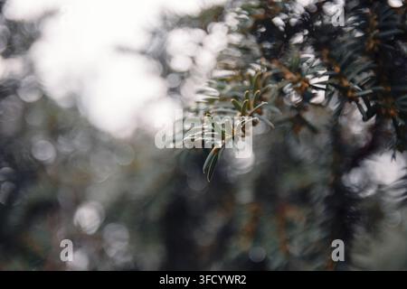Detaillierte Nahaufnahme von gemeinen Eiben-Nadelblättern und Ästen, die nach dem Regen in einer üppigen Waldumgebung mit winzigen Wassertropfen glitzern, während d Stockfoto