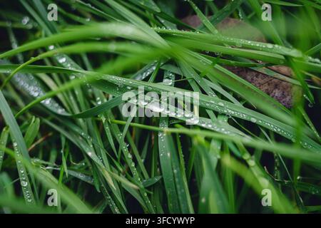 Makroaufnahme von frischen grünen Grashalmen, die mit klaren Tautropfen geschmückt sind, und die Darstellung komplexer natürlicher Wassertropfen und reicher botanischer Texturen in einer Trans Stockfoto