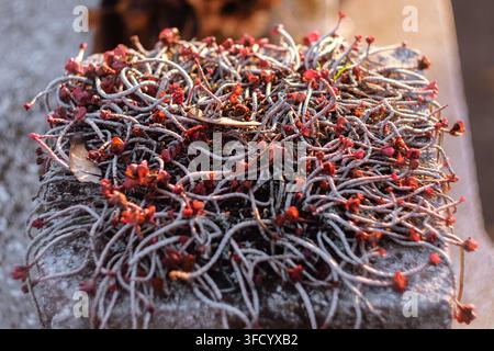 Nahaufnahme einer lebhaften Drachenblut-Sedum-Sukkulente, die dicht mit verschlungenen, verflochtenen Stängeln und winzigen roten Blättern auf einem verwitterten Beton wächst Stockfoto