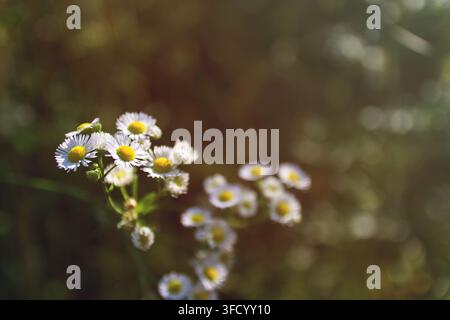 Eine Nahaufnahme zarter einjähriger Fleckenblümchen mit weißen Blütenblättern und gelben Zentren, die auf einer sonnigen natürlichen Wiese mit weichem Hintergrund blühen Stockfoto