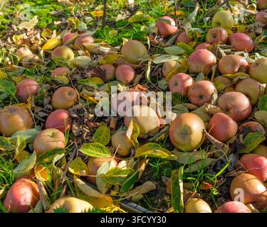 Rote und grüne Äpfel liegen auf dem Boden, die vom Baum gefallen sind; diese Äpfel werden verrotten, anstatt gesammelt zu werden, um gegessen zu werden Stockfoto
