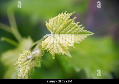 Detaillierte Nahaufnahme eines lebendigen jungen grünen Traubenblatts mit markanten Adern, das an einer Rebe in einer natürlichen Gartenumgebung im Frühling wächst Stockfoto