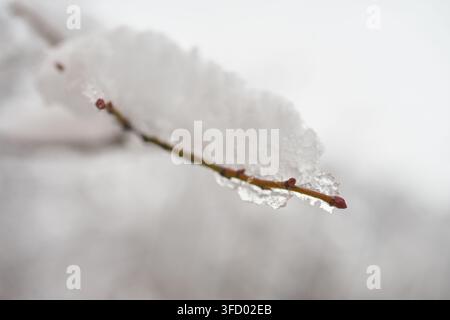 Nahaufnahme eines dünnen Astes, der stark mit frischem weißem Winter Schnee und eisiger Kruste bedeckt ist, und fängt die kalte saisonale Atmosphäre ein. Stockfoto