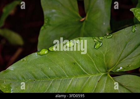 Wassertropfen, die auf einem breiten grünen Blatt im Zoo von Ciego de Ávila, Kuba, ruhen – 23. August 2026 Stockfoto