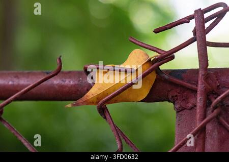 Wassertropfen, die auf einem breiten grünen Blatt im Zoo von Ciego de Ávila, Kuba, ruhen – 23. August 2026 Stockfoto
