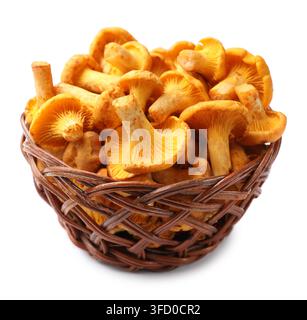 Goldene Pfifferlinge in einem Weidenkorb isoliert auf Weiß Stockfoto