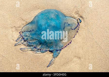 Barrel Qualle/Mülleimer - Deckel Qualle/frilly-mouthed Quallen (Rhizostoma pulmo) gewaschen an Land am Strand entlang der Nordsee Küste im Sommer Stockfoto
