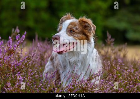 Australischer Schäferhund / Aussie, amerikanische Rasse von Hütehunden / Schäferhunden aus den Vereinigten Staaten im Heideland in Blüte Stockfoto