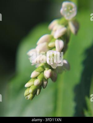 Elegante Persicaria-Rispe mit vollständiger Entwicklungslinie in einem Bild: unterer Teil zeigt dicht gepackte grüne kugelförmige Knospen; mittlerer Teil zeigt Stockfoto