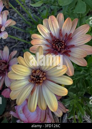 Vier Osteospermum-Blüten, die von oben in einem Gartenbeet fotografiert wurden, zeigen eine atemberaubende gedämpfte Vintage-Palette: Creme-Elfenbein mit warmen goldenen Untertönen Stockfoto