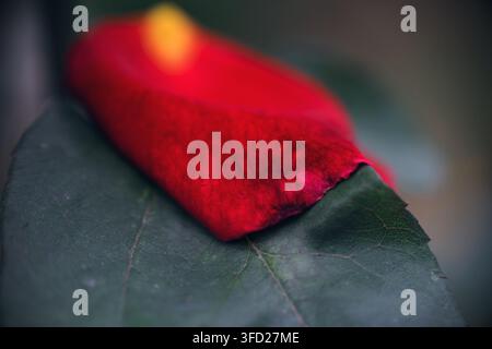 Makro-Nahaufnahme eines lebendigen roten Rosenblütenblatts, das zart auf einem dunkelgrünen Blatt mit sichtbaren Adern ruht und die natürliche Blütenpracht im Detail einfängt. Stockfoto