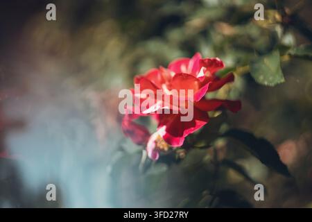 Eine detaillierte Nahaufnahme, die eine lebendige rote Rose in voller Blüte zeigt, umgeben von üppigem grünem Laub und sanftem natürlichem Sonnenlicht in einem Außengarten Stockfoto