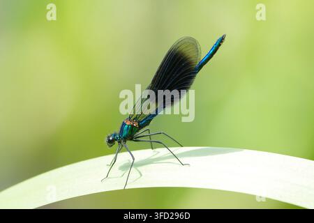 Männliche Bandflügel-Jurina (Calopteryx splendens) auf einem grünen Blatt, metallisch blau-grüne Insekten-Makrofotografie-Nahaufnahme Stockfoto