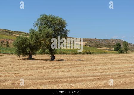 Pittoreske Landschaft von abgeernteten Weizenfeldern mit zwei einsamen Bäumen unter einem klaren blauen Himmel in Cuevas de Amaya, Burgos, Spanien. Stockfoto
