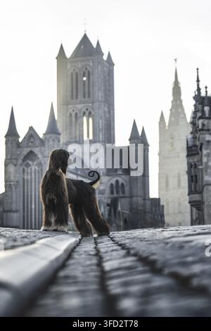 Afghanischer Windhund vor der Stadt Stockfoto