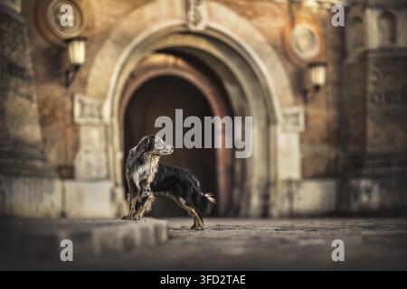 Australian Shepherd steht vor einem historischen Torbogen Stockfoto