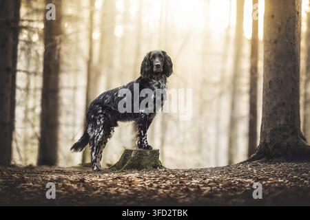 Großer Münsterländer steht auf einem Baumstumpf im Wald Stockfoto