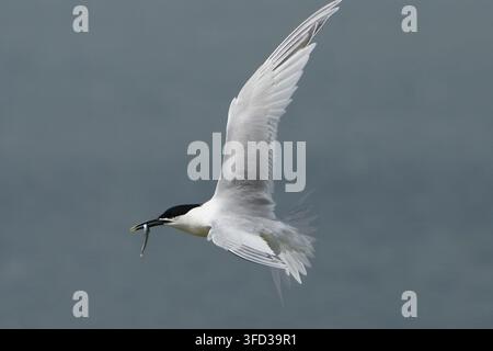 Sandwichtern im Flug mit einem kleinen Fisch im Schnabel vor einem verschwommenen Hintergrund Stockfoto