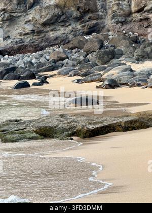 Grüne Meeresschildkröten ruhen auf einem sandigen Strand zwischen Vulkangestein in Maui, Hawaii Stockfoto