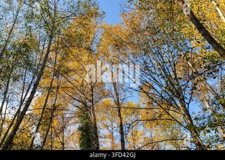 Laubwald-Kronendach Stockfoto