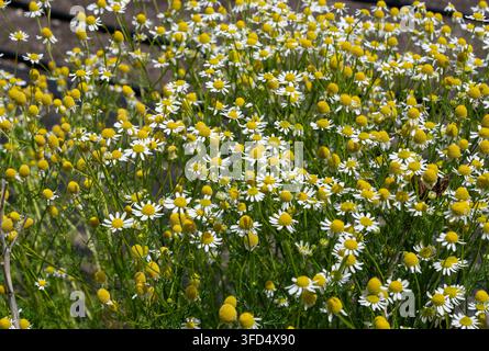 Dichte Ansammlung blühender Kamillenblüten mit weißen Blütenblättern und hellgelben Zentren, die im Freien in einem sonnigen Sommergarten wachsen. Natürlicher floraler Hintergrund Stockfoto