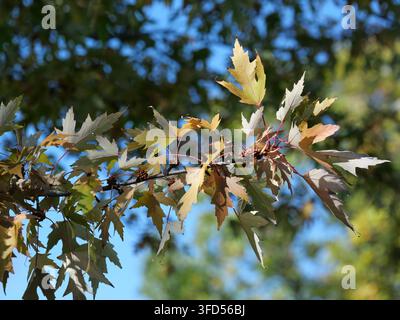 Silber-Ahorng (Acer saccharinum) Blätter, die Mitte Oktober in Colorado während des Herbstfarbwechsels von Grün zu Gelb und Bronze wechseln Stockfoto