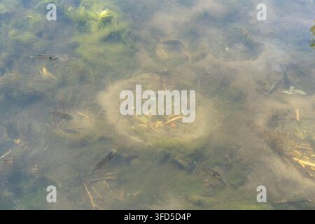 Mehrere kleine Süßwasserfische schwimmen in flachem Teichwasser mit Wasserpflanzen, Algen und natürlichem Sediment, das unter der Oberfläche sichtbar ist. Stockfoto