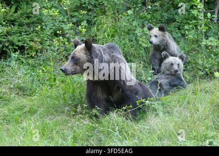 Wildbraune Bärin (Ursus arctos) mit Jungen im Wald. Im August in Rumänien fotografiert. Stockfoto