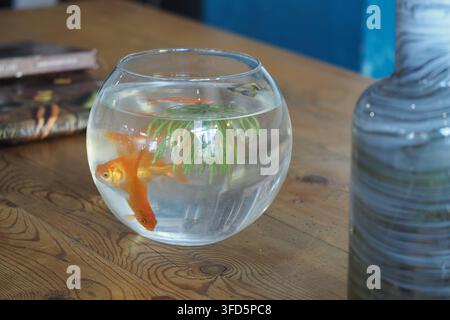 Goldfisch schwimmt in einem Becken auf einem Holztisch Stockfoto