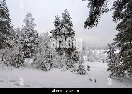 Weihnachtslandschaft mit großen und kleinen Kiefern, die mit Schnee bedeckt sind Stockfoto