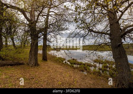 Frühling, alte Eichen mit jungen Blättern im Vordergrund. das erste Grün am Flussufer. Stockfoto