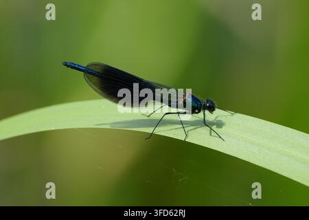 Männliche Bandflügel-Jurine (Calopteryx splendens) sitzt auf einem grünen Blatt, Makroaufnahme mit selektiver Schärfentiefe und verschwommenem Hintergrund Stockfoto