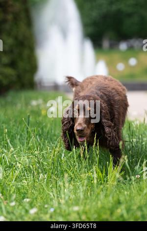 Hochwinkelaufnahme eines schönen reinrassigen Haustiers, das durch hohes grünes Gras vorwärts rennt. Kreatives Konzept für urbane Reisen mit Hunden, haustierfreundliche Stadt en Stockfoto