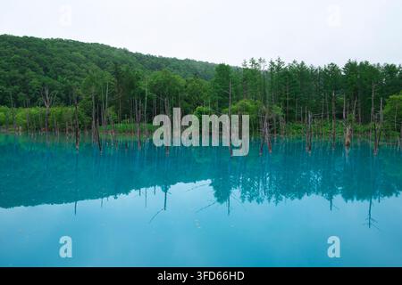 15. Juli 2019, Biei, Hokkaido, Japan: Der berühmte Blaue Teich mit mystischem türkisfarbenem Wasser und verdorrten Lärchen, die im Wasser stehen und sich darauf spiegeln Stockfoto