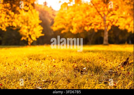 Heller Herbsthintergrund mit warmem Bokeh und Sonnenstrahlen in verschwommenem Park Stockfoto