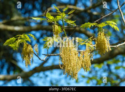 Rotbuche, Quercus rubra, Büschel von schlanken grünlich/gelben männlichen Kätzchen im frühen Frühling Stockfoto