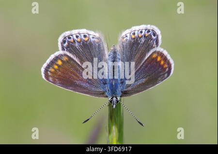 Weiblicher Common Blue Butterfly (Polyommatus icarus) ruht auf einem grünen Pflanzenstängel mit geöffneten Flügeln, Makroaufnahme mit weichem verschwommenem Hintergrund Stockfoto