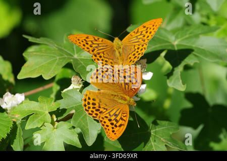 Paarungspaar von Silberfleck-Dickkopffaltern (Argynnis paphia) ruht auf grünen Blättern mit weißen Blüten in einem sonnigen Sommerwald Stockfoto