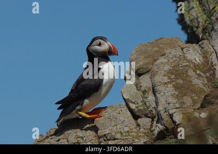 Atlantik-Murmeltier steht auf einer felsigen Klippe vor blauem Himmelhintergrund Stockfoto