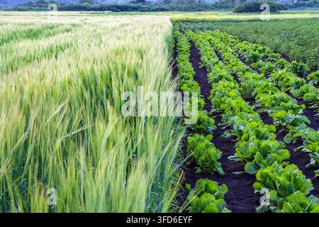 Wachstum von Getreide und Gemüse auf dem Feld auf dem Bauernhof. Ein Gemüsegarten mit Reihen von Pflanzen. Stockfoto
