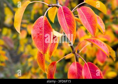 Herbstrote Blätter eines Birnbaums. Helles Herbstlaub in einem Obstgarten Stockfoto